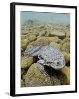 Titicaca Water Frog (Telmatobius Culeus) Underwater Resting on the Lake Bed, Lake Titicaca, Bolivia-Bert Willaert-Framed Photographic Print