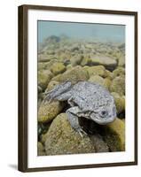 Titicaca Water Frog (Telmatobius Culeus) Underwater Resting on the Lake Bed, Lake Titicaca, Bolivia-Bert Willaert-Framed Photographic Print