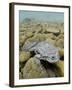 Titicaca Water Frog (Telmatobius Culeus) Underwater Resting on the Lake Bed, Lake Titicaca, Bolivia-Bert Willaert-Framed Photographic Print