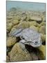 Titicaca Water Frog (Telmatobius Culeus) Underwater Resting on the Lake Bed, Lake Titicaca, Bolivia-Bert Willaert-Mounted Photographic Print