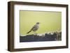 titlark, Anthus pratensis-olbor-Framed Photographic Print