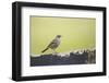 titlark, Anthus pratensis-olbor-Framed Photographic Print