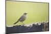 titlark, Anthus pratensis-olbor-Mounted Photographic Print