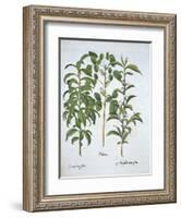 Title: Pistachio Nut, Bay Tree-null-Framed Giclee Print