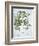 Title: Pistachio Nut, Bay Tree-null-Framed Giclee Print