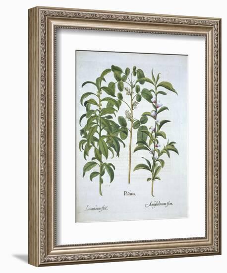 Title: Pistachio Nut, Bay Tree-null-Framed Giclee Print