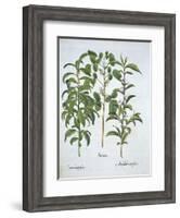 Title: Pistachio Nut, Bay Tree-null-Framed Giclee Print