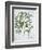 Title: Pistachio Nut, Bay Tree-null-Framed Giclee Print