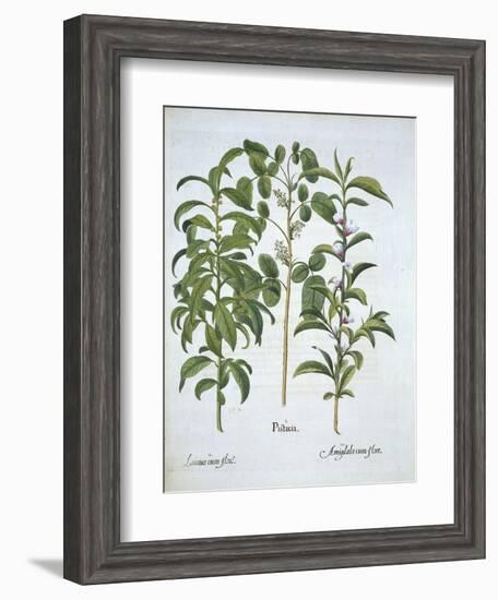 Title: Pistachio Nut, Bay Tree-null-Framed Giclee Print