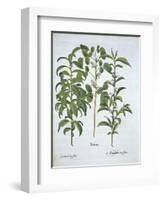 Title: Pistachio Nut, Bay Tree-null-Framed Giclee Print