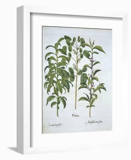 Title: Pistachio Nut, Bay Tree-null-Framed Giclee Print