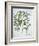 Title: Pistachio Nut, Bay Tree-null-Framed Giclee Print