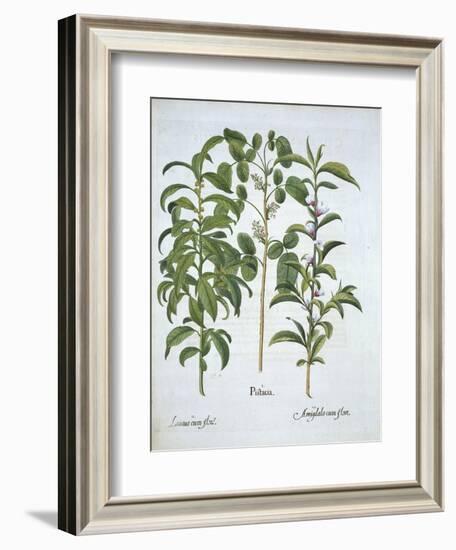 Title: Pistachio Nut, Bay Tree-null-Framed Giclee Print