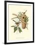 Titmouse & Nest-null-Framed Art Print