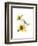 Titmouse with Sunflower, 2016-John Keeling-Framed Giclee Print