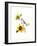 Titmouse with Sunflower, 2016-John Keeling-Framed Giclee Print