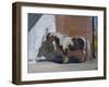 Tiverton, 1997-Caroline Hervey-Bathurst-Framed Giclee Print