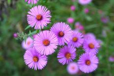 Pink Aster Flowers in Autumn-TMsara-Mounted Photographic Print