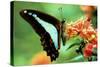 To Be a Butterfly 1988 Papillon-null-Stretched Canvas