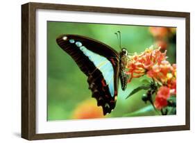 To Be a Butterfly 1988 Papillon-null-Framed Photo