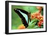 To Be a Butterfly 1988 Papillon-null-Framed Photo