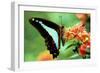 To Be a Butterfly 1988 Papillon-null-Framed Photo