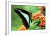 To Be a Butterfly 1988 Papillon-null-Framed Photo
