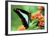 To Be a Butterfly 1988 Papillon-null-Framed Photo