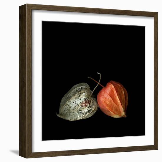 To Be And Not To Be - Physalis-Magda Indigo-Framed Photographic Print