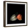 To Be And Not To Be - Physalis-Magda Indigo-Framed Photographic Print