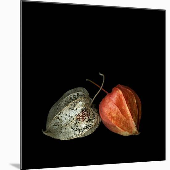 To Be And Not To Be - Physalis-Magda Indigo-Mounted Photographic Print