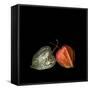 To Be And Not To Be - Physalis-Magda Indigo-Framed Stretched Canvas