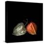 To Be And Not To Be - Physalis-Magda Indigo-Stretched Canvas