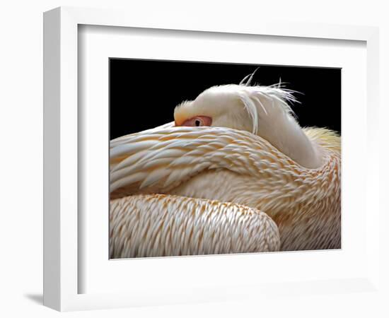 To Be Half Asleep...-Thierry Dufour-Framed Photographic Print