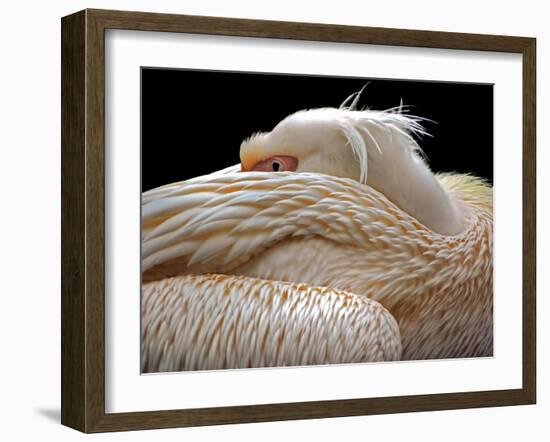 To Be Half Asleep...-Thierry Dufour-Framed Photographic Print