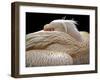 To Be Half Asleep...-Thierry Dufour-Framed Photographic Print