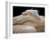 To Be Half Asleep...-Thierry Dufour-Framed Photographic Print