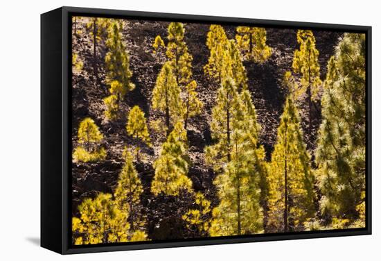 To Canaries Jaws in the Teide National Parks, Pinus Canariensis, Tenerife, Spain-Reinhard Dirscherl-Framed Stretched Canvas