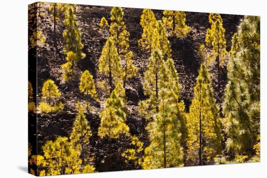 To Canaries Jaws in the Teide National Parks, Pinus Canariensis, Tenerife, Spain-Reinhard Dirscherl-Stretched Canvas