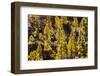 To Canaries Jaws in the Teide National Parks, Pinus Canariensis, Tenerife, Spain-Reinhard Dirscherl-Framed Photographic Print