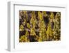 To Canaries Jaws in the Teide National Parks, Pinus Canariensis, Tenerife, Spain-Reinhard Dirscherl-Framed Photographic Print