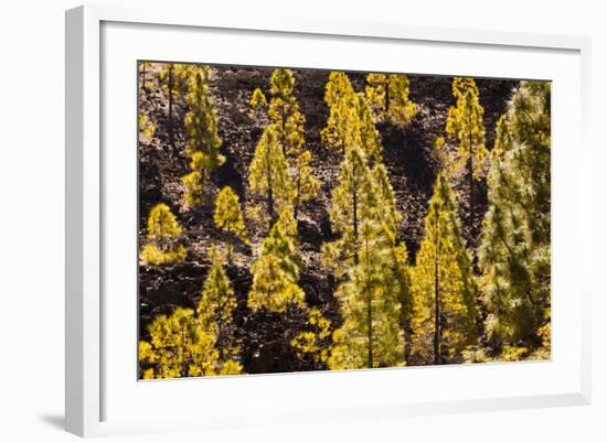 To Canaries Jaws in the Teide National Parks, Pinus Canariensis, Tenerife, Spain-Reinhard Dirscherl-Framed Photographic Print