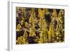 To Canaries Jaws in the Teide National Parks, Pinus Canariensis, Tenerife, Spain-Reinhard Dirscherl-Framed Photographic Print
