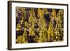 To Canaries Jaws in the Teide National Parks, Pinus Canariensis, Tenerife, Spain-Reinhard Dirscherl-Framed Photographic Print