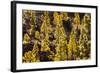 To Canaries Jaws in the Teide National Parks, Pinus Canariensis, Tenerife, Spain-Reinhard Dirscherl-Framed Photographic Print