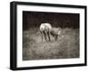 To Graze-Christy Ann-Framed Giclee Print