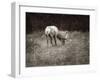 To Graze-Christy Ann-Framed Giclee Print