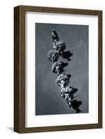 To Market-Valda Bailey-Framed Photographic Print