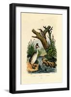 Toad, 1833-39-null-Framed Giclee Print