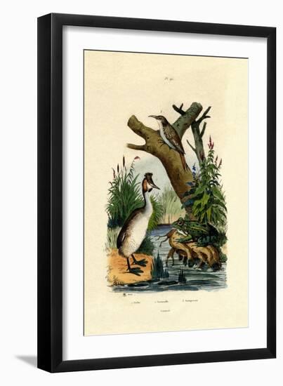 Toad, 1833-39-null-Framed Giclee Print